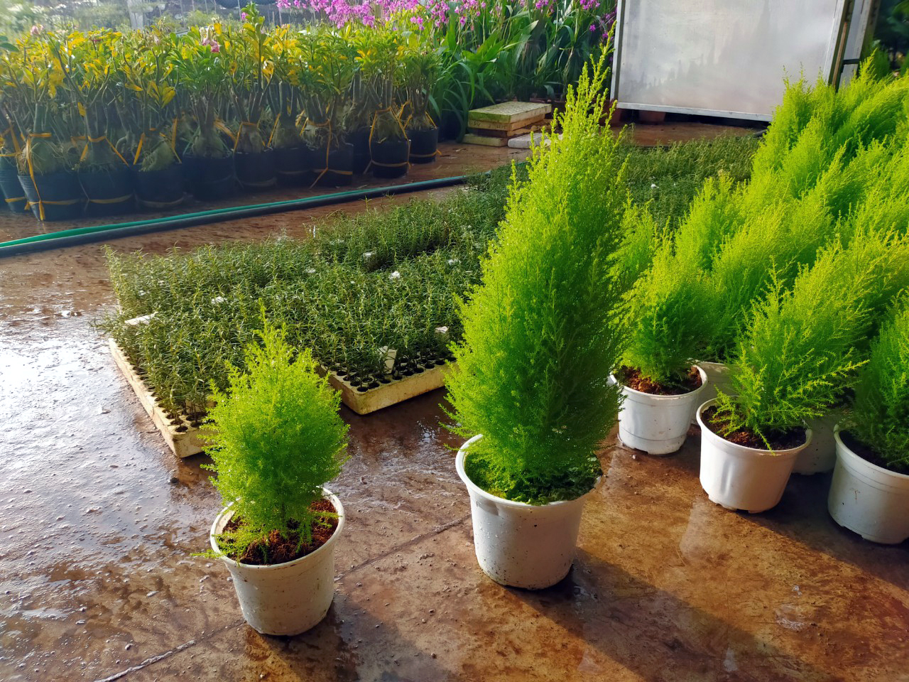 menh-moc-hop-cay-gi (4).jpg